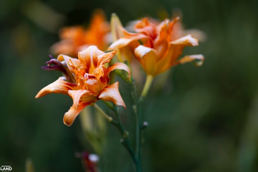 More Photos Of 178 Oak Creek Ln, Bland Land For Sale