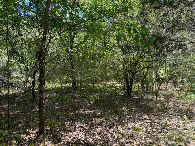 More Photos Of 1593 Old Alabama rd, Taylorsville Land For Sale
