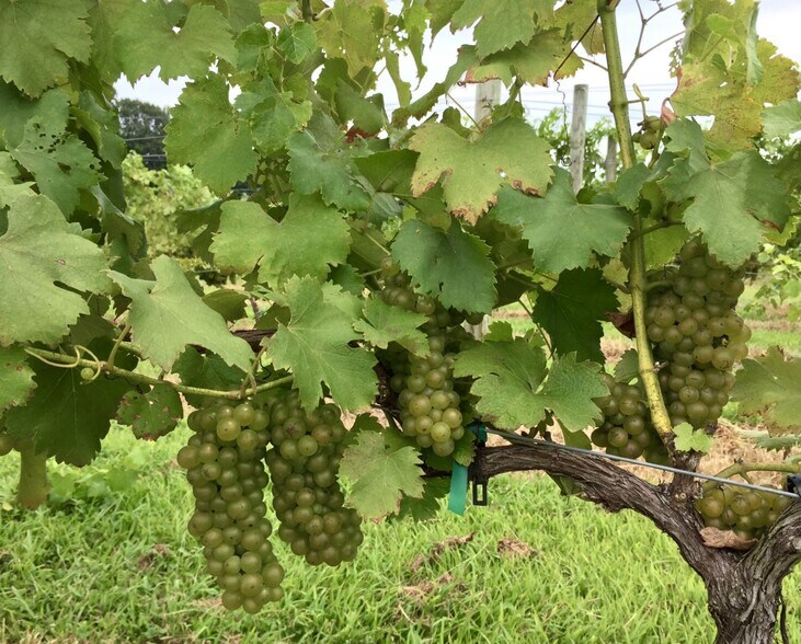 More Photos Of 495 Meadow Landing Ln, Caret Winery Vineyard For Sale
