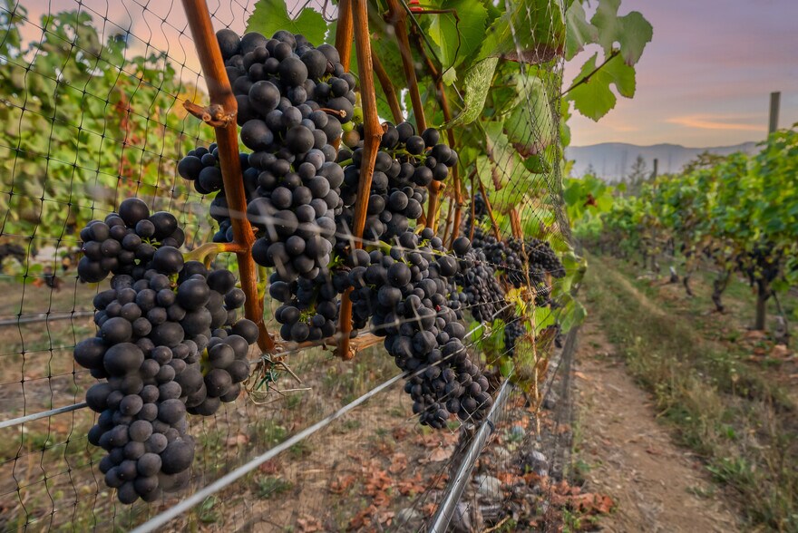 More Photos Of , Duncan Winery Vineyard For Sale