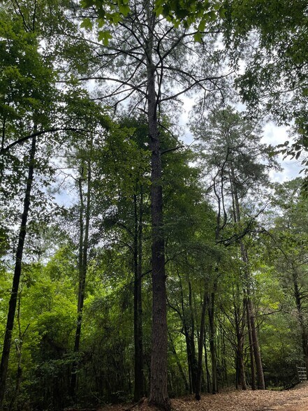 More Photos Of 17796 Dry Branch loop, Northport Land For Sale