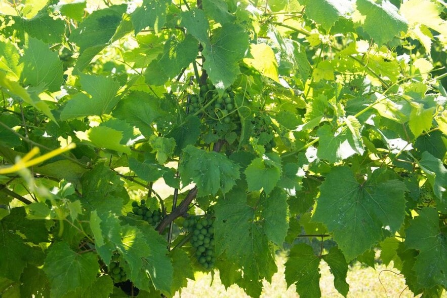 More Photos Of 1721 US Highway 8, Saint Croix Falls Winery Vineyard For Sale