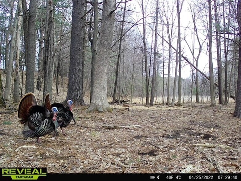 More Photos Of Fisher Road, Iola Land For Sale