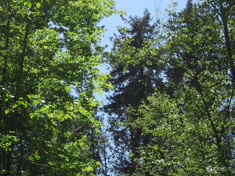 More Photos Of 20633 SE 388th St, Auburn Land For Sale