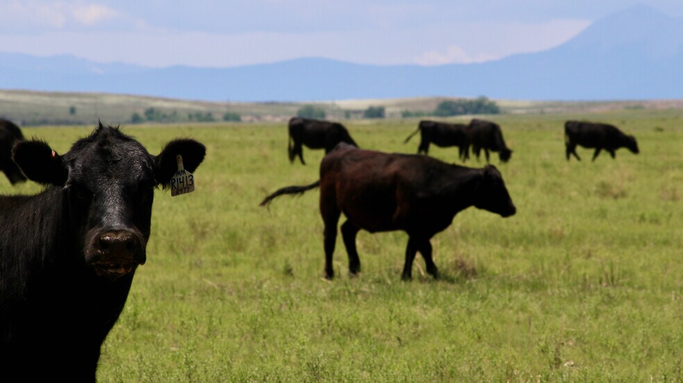 Primary Photo Of 48999 County Road 48, Model Land For Sale