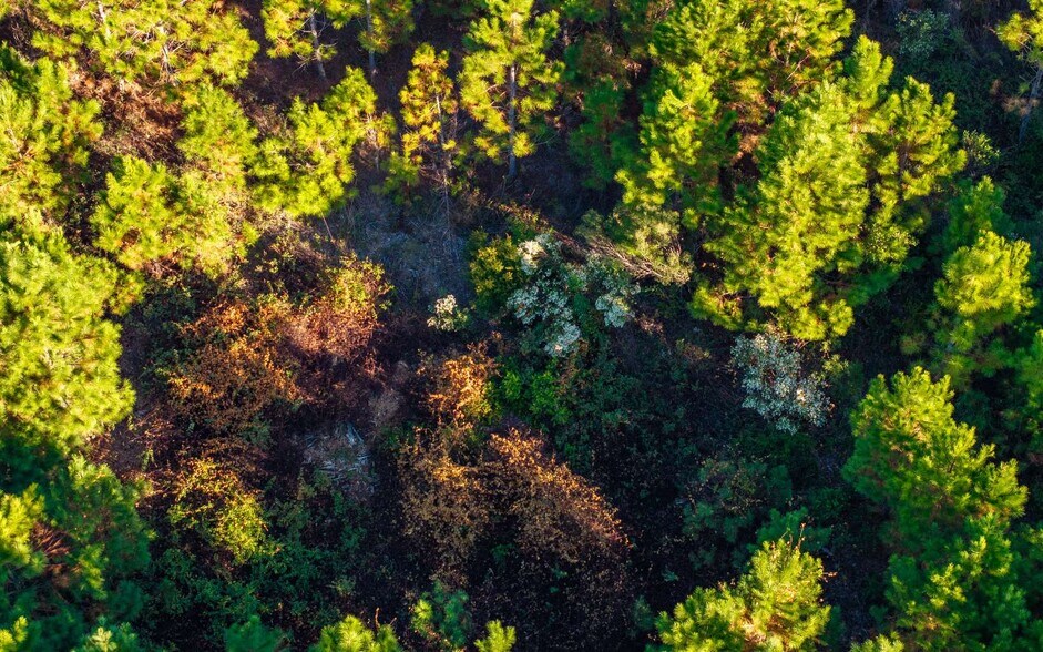 More Photos Of 92nd Path, Wellborn Land For Sale