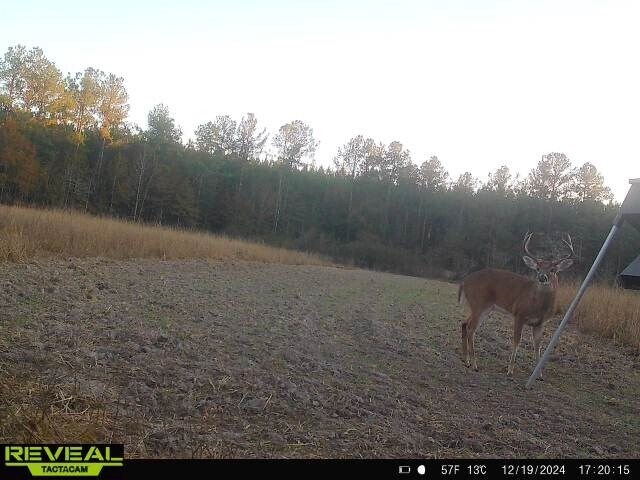 More Photos Of 17675 Cedar Springs Rd, Blakely Land For Sale