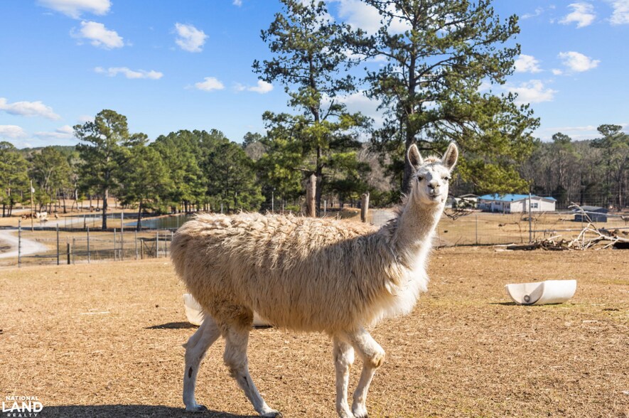 More Photos Of 159 Mini Ln, Cameron Land For Sale