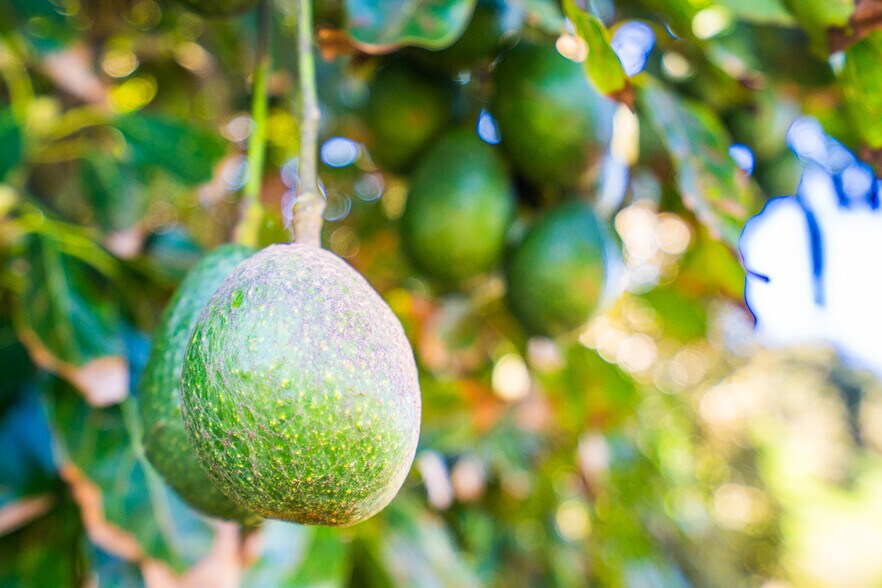 More Photos Of 14224 Old Cole Grade Rd, Pauma Valley Land For Sale