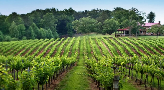 More Photos Of 5400, Lewisville Winery Vineyard For Sale