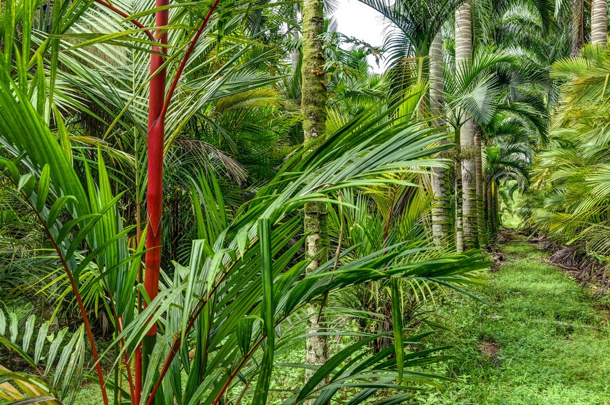 More Photos Of 27-2760 Hawaii Belt Rd, Pepeekeo Land For Sale