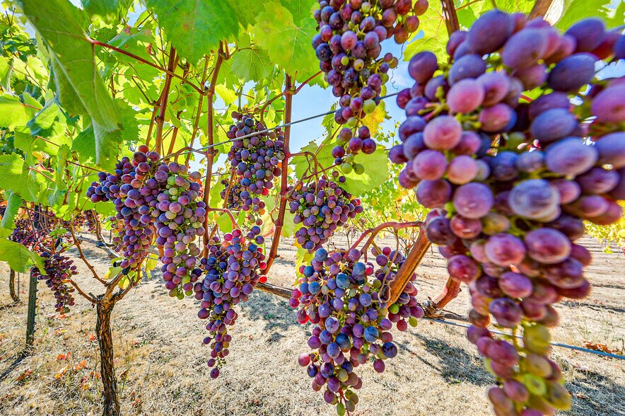 More Photos Of 1673 Woodland Dr, Port Townsend Winery Vineyard For Sale