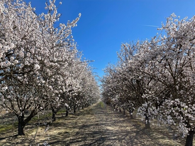 More Photos Of 10277 Road 28 1/2, Madera Land For Sale