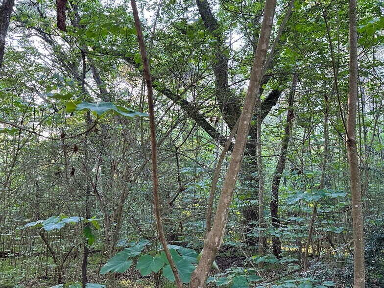 More Photos Of 0 Wilmer, Wilmer Land For Sale