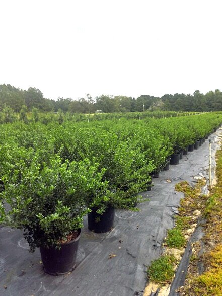 More Photos Of 224 Co Rd 096, Jasper Land For Sale