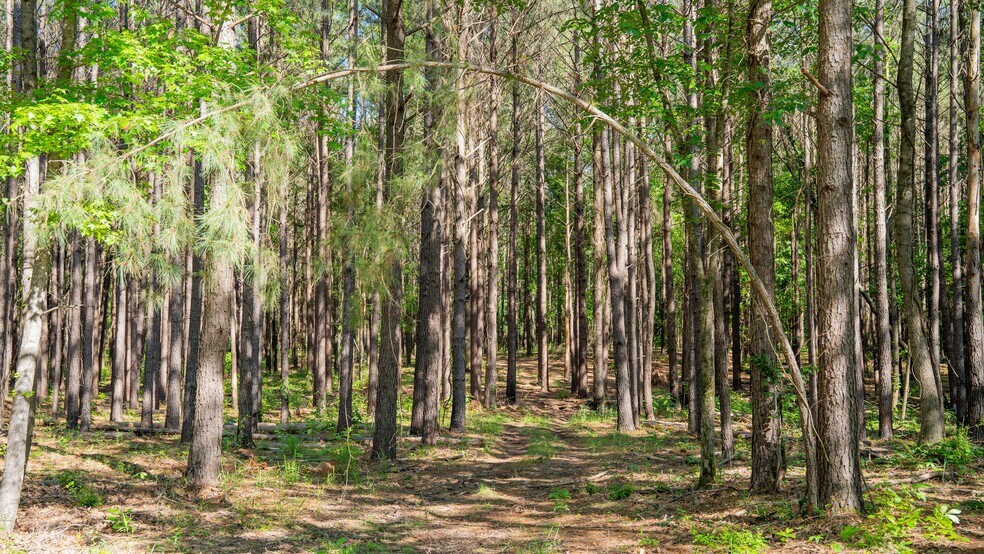 More Photos Of 17631 Farm Road 1159, Clarksville Land For Sale