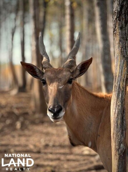 More Photos Of 448 Pilch Rd, Troutman Land For Sale