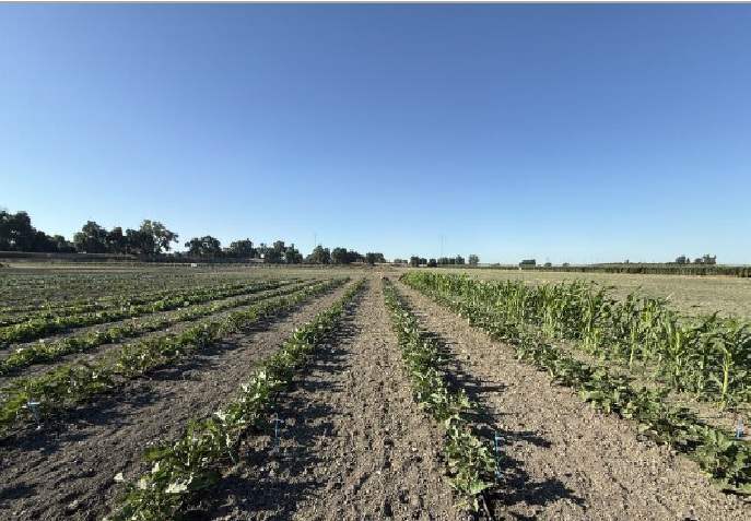 More Photos Of Fruchtenicht @ Wilson Bend Rd, Meridian Land For Sale