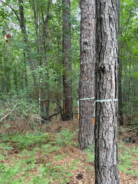 More Photos Of 00 Aaron Ln, Summerville Land For Sale