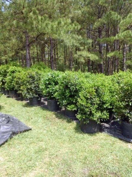 More Photos Of 224 Co Rd 096, Jasper Land For Sale