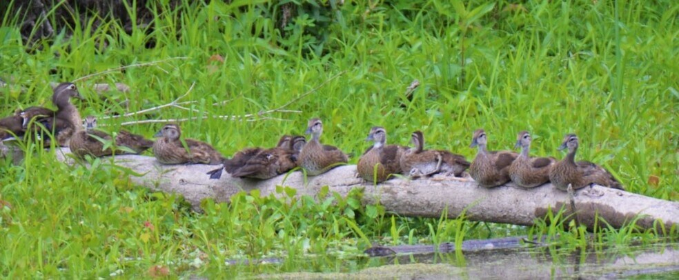 More Photos Of 1335 W River St, Monticello Manufactured Housing Mobile Home Park For Sale