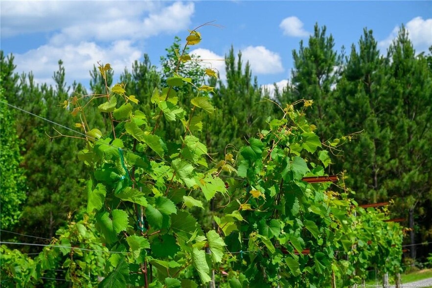 More Photos Of 119 Inland Dr, Talking Rock Winery Vineyard For Sale