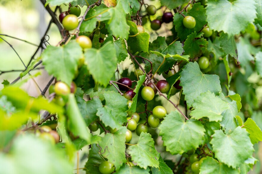 More Photos Of 9975 Ball Ground Hwy, Ball Ground General Retail For Sale