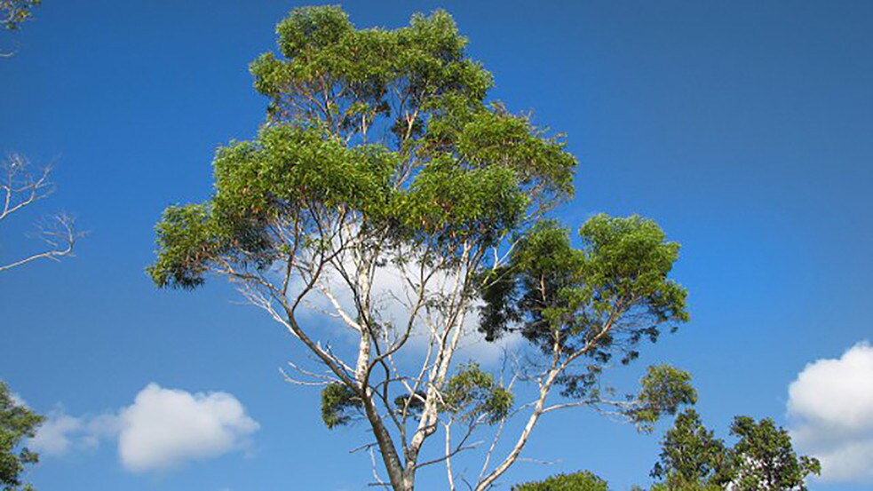 More Photos Of 27-5159 Puia Rd, Papaikou Land For Sale