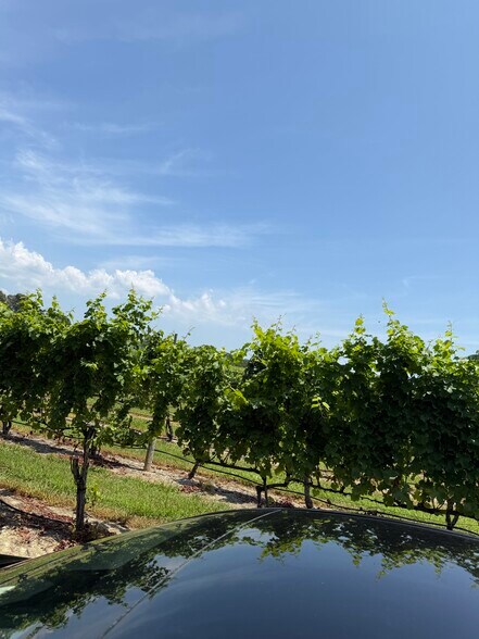 More Photos Of 221 N Delsea Dr, Cape May Court House Winery Vineyard For Sale