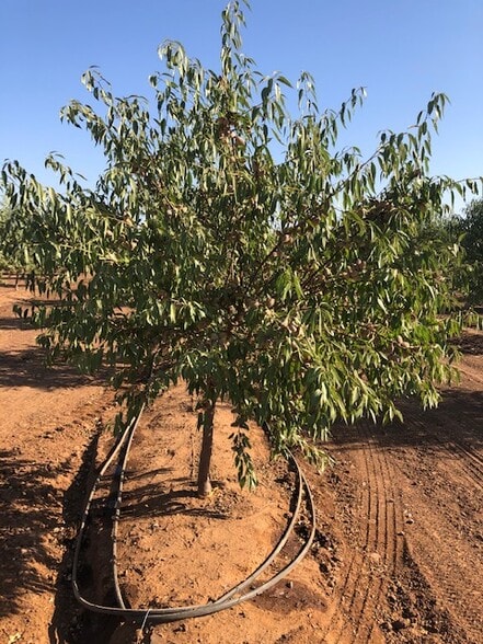 More Photos Of 86.5 +- ac Organic Almonds Shaw Avenue Clovis Ca, Clovis Land For Sale