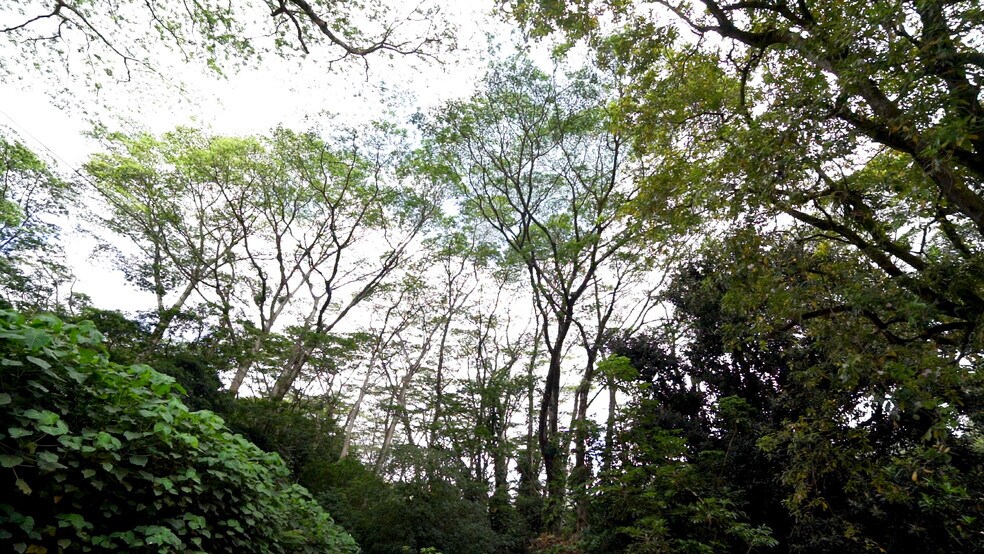 More Photos Of 3737 Manoa Rd, Honolulu Land For Sale