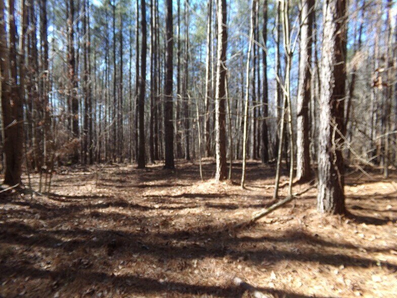 More Photos Of 41 ACRES Hwy 55 Hwy, Clover Land For Sale