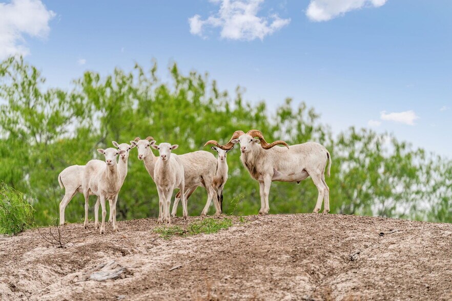 More Photos Of 141 S Private Road 1026, Kingsville Land For Sale