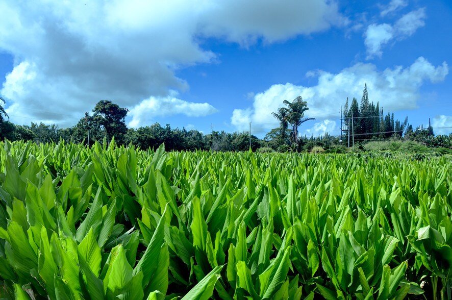 More Photos Of 27-2760 Hawaii Belt Rd, Pepeekeo Land For Sale
