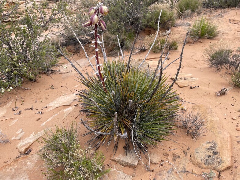 More Photos Of 000 Bell Cow Rd Aka Rock Art Ranch Rd, Winslow Land For Sale