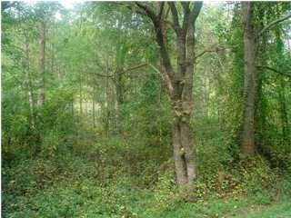 More Photos Of 1310 Mayflower Rd, Sale Creek Land For Sale