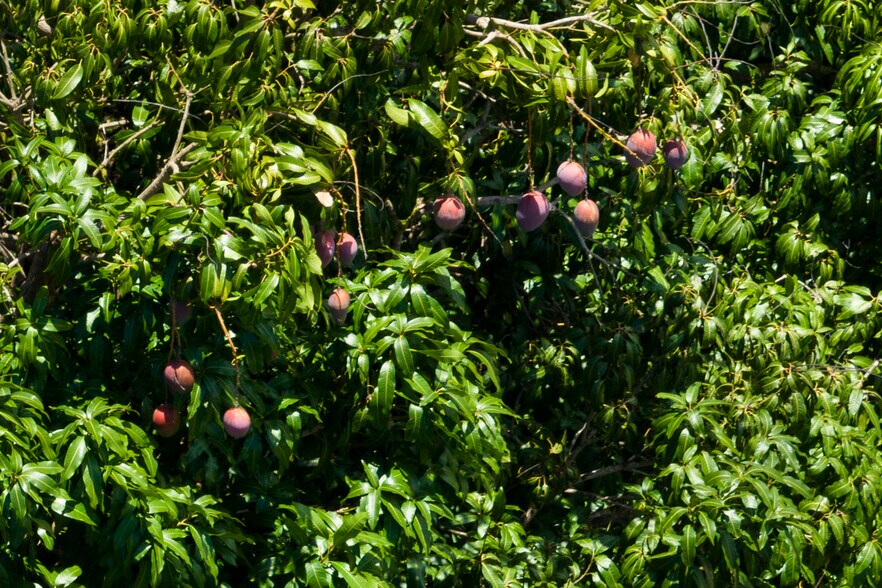 More Photos Of 13-2060 Lolia Pl, Pahoa Multifamily For Sale