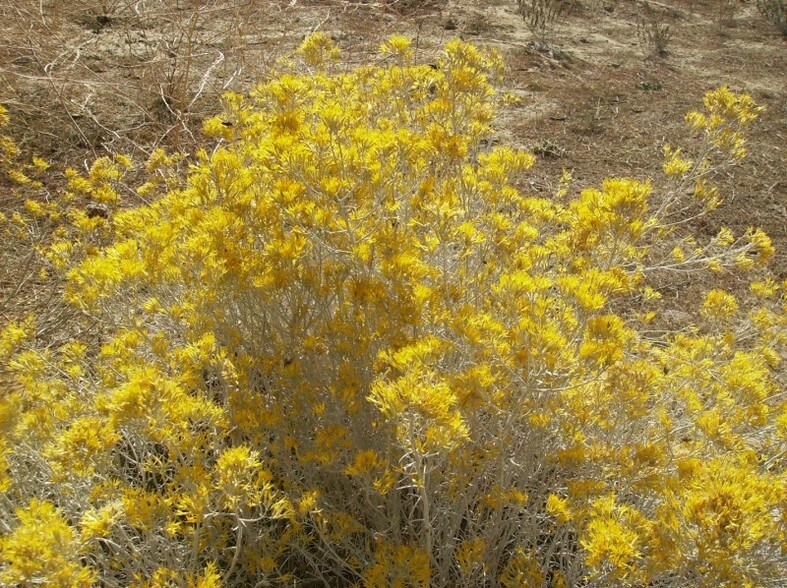 More Photos Of 1643 Cuyama Hwy, Maricopa Land For Sale