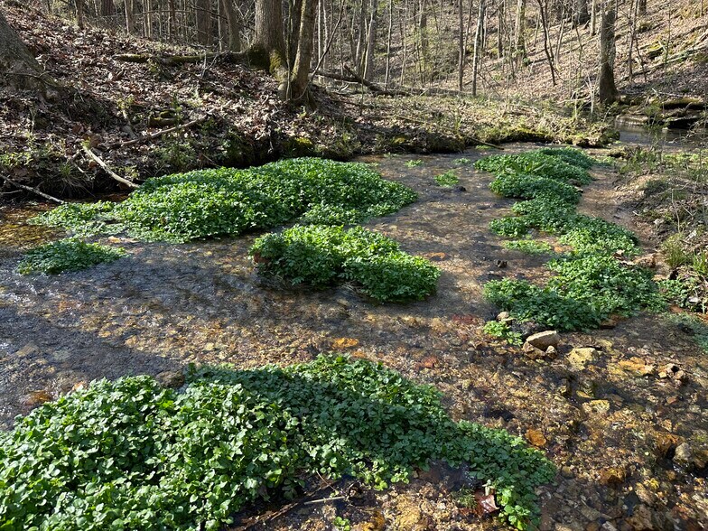 More Photos Of 7312 Highway 60, Georgetown Land For Sale