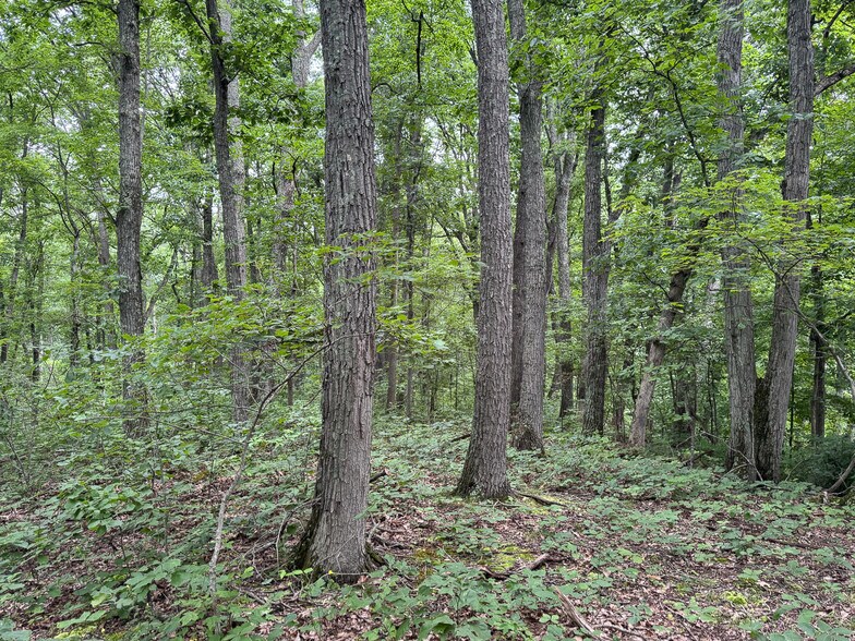 More Photos Of 8441 Millertown Rd SE, Corning Land For Sale