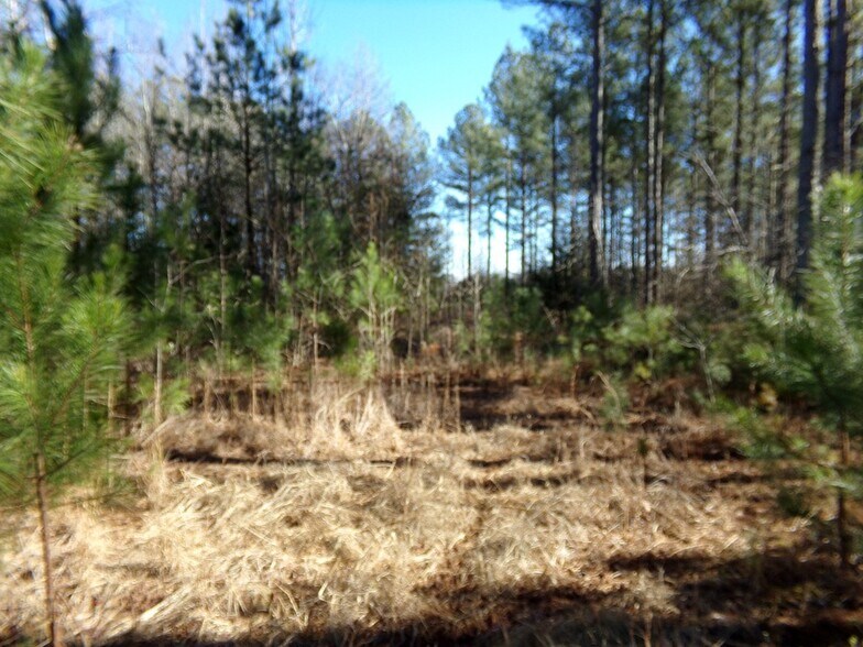 More Photos Of 41 ACRES Hwy 55 Hwy, Clover Land For Sale