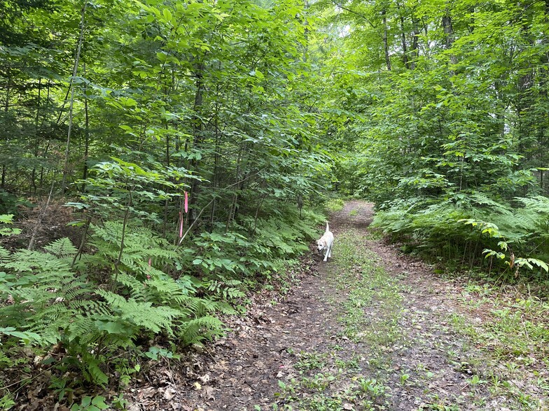 Primary Photo Of TBD off Cooper Lake Road, Ishpeming Land For Sale