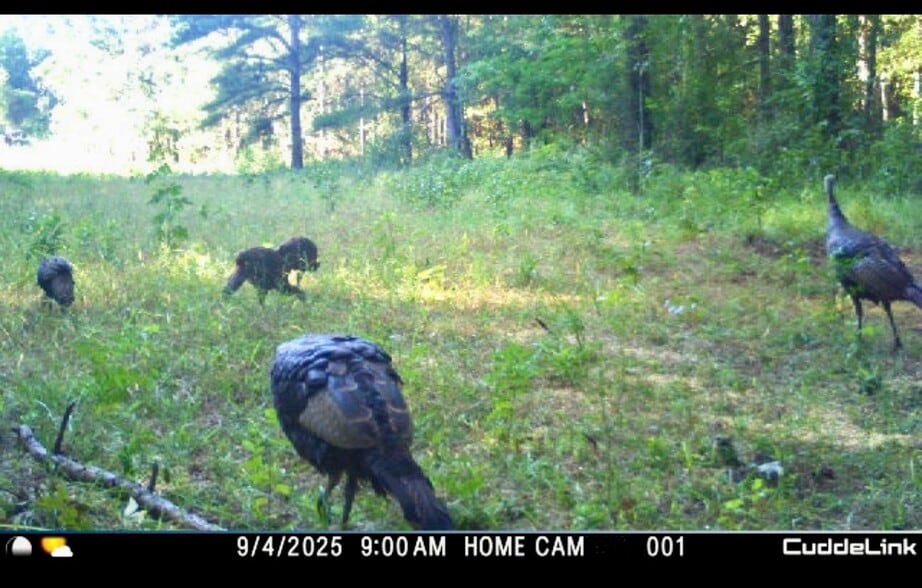 More Photos Of 202 Salem Church Miller Rd, Gray Land For Sale