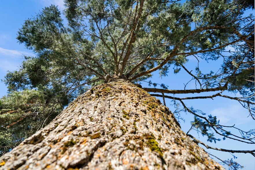 More Photos Of 22228 Crestline Road, Palomar Mountain, California, Palomar Mountain Land For Sale