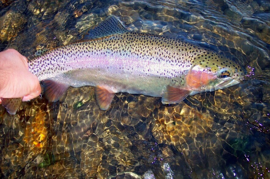 More Photos Of 2883 N Railroad Flat Rd, Wilseyville Land For Sale