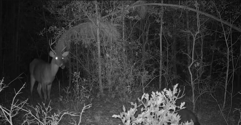 More Photos Of 17614 Lanes Bridge Rd, Odum Land For Sale