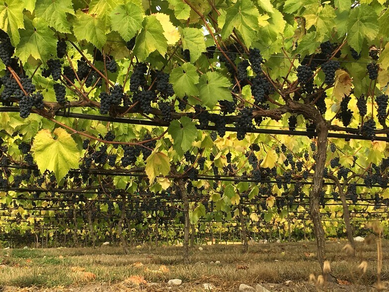 More Photos Of 1673 Woodland Dr, Port Townsend Winery Vineyard For Sale