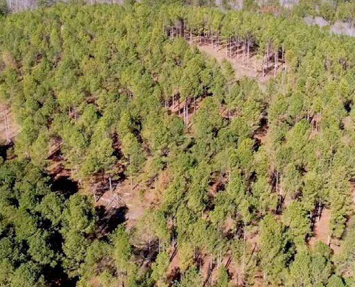 More Photos Of 0 AL 13, Nauvoo Land For Sale