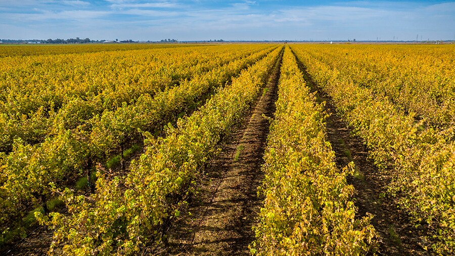 More Photos Of Colony Ranch Vineyard, Wilton Land For Sale
