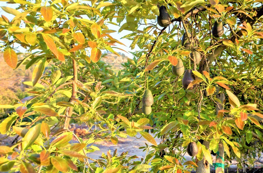 More Photos Of 6036 Rainbow Heights Rd, Fallbrook Land For Sale